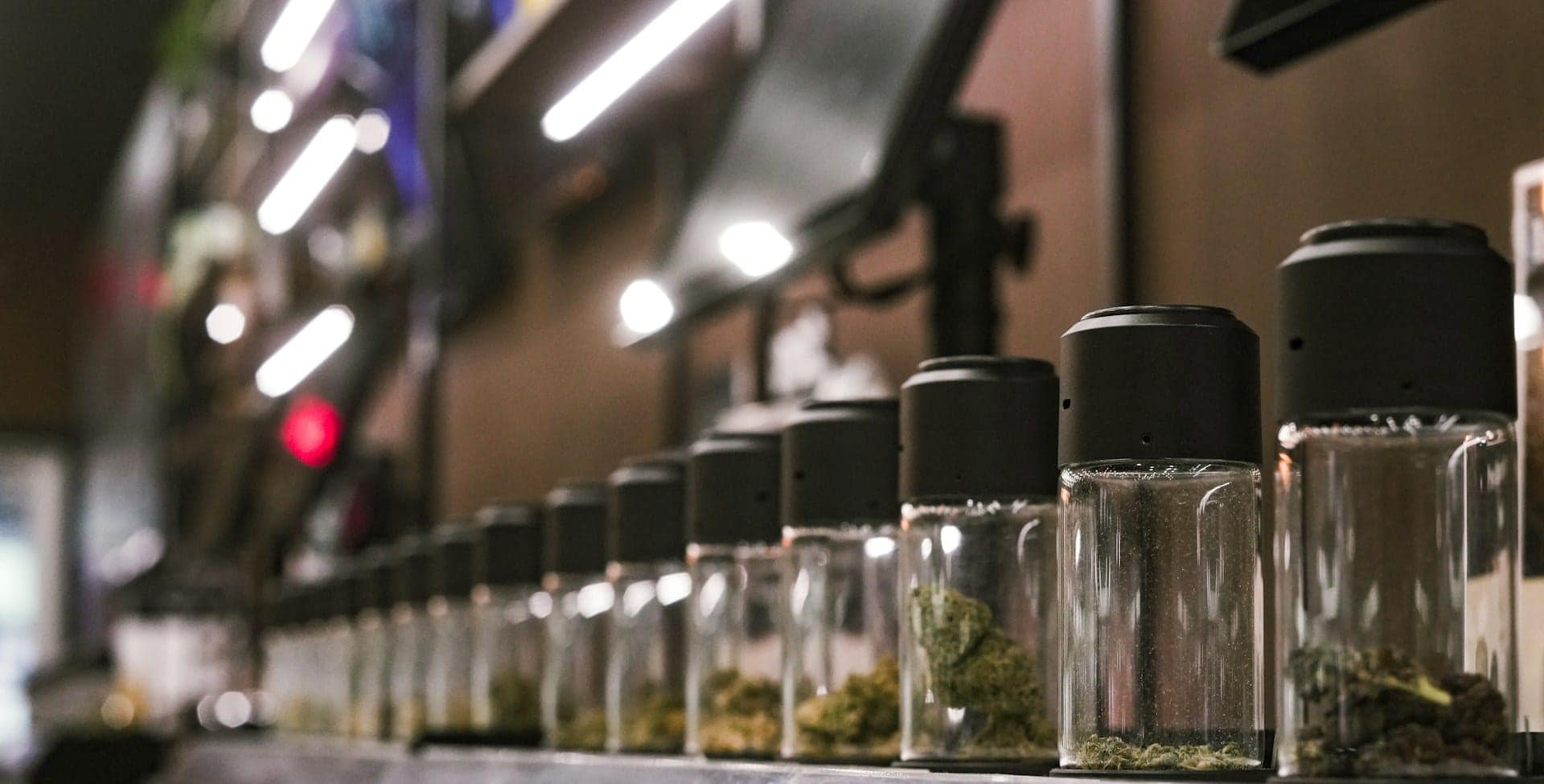 A row of glass curing jars holding freshly cured flower